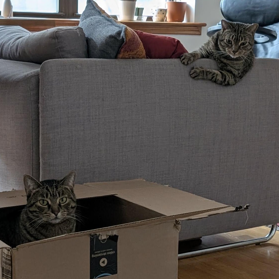 Enlarge Minou - lap cat!, an adopted Domestic Short Hair in Forest Hills, NY image 3/6