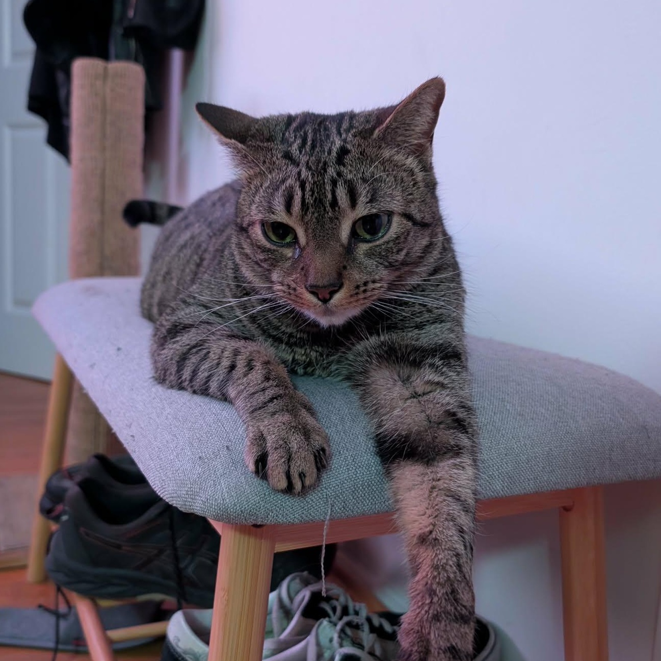 Enlarge Minou - lap cat!, an adopted Domestic Short Hair in Forest Hills, NY image 2/6