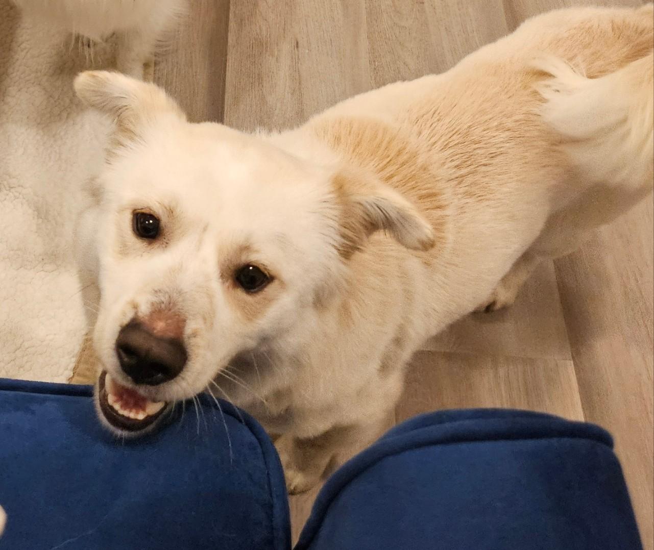 Enlarge DANNY, a ADOPTABLE mixed breed in Centreville, VA image 5/6