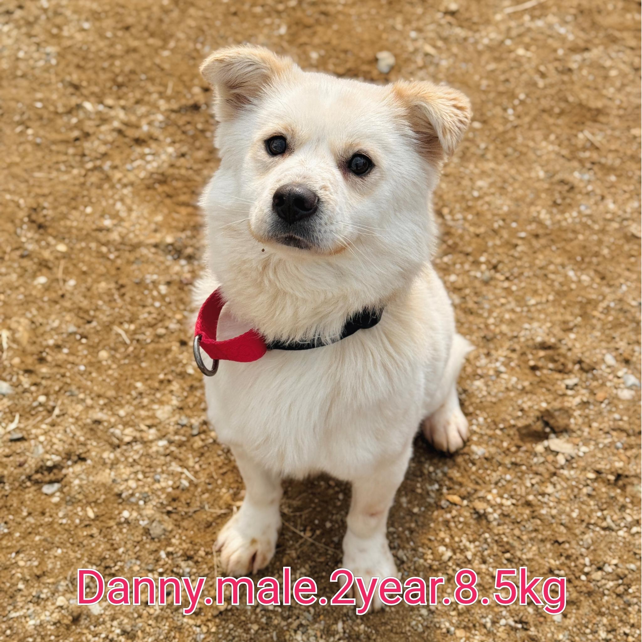 DANNY, ADOPTABLE, Adult Male Pomeranian & Jindo.