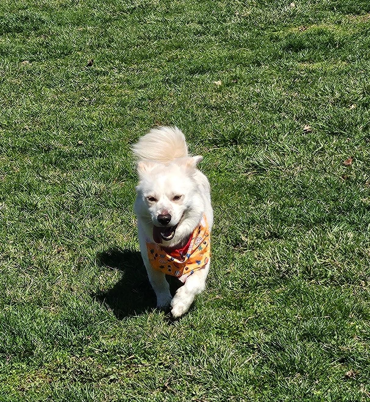 Enlarge DANNY, a ADOPTABLE mixed breed in Centreville, VA image 4/6