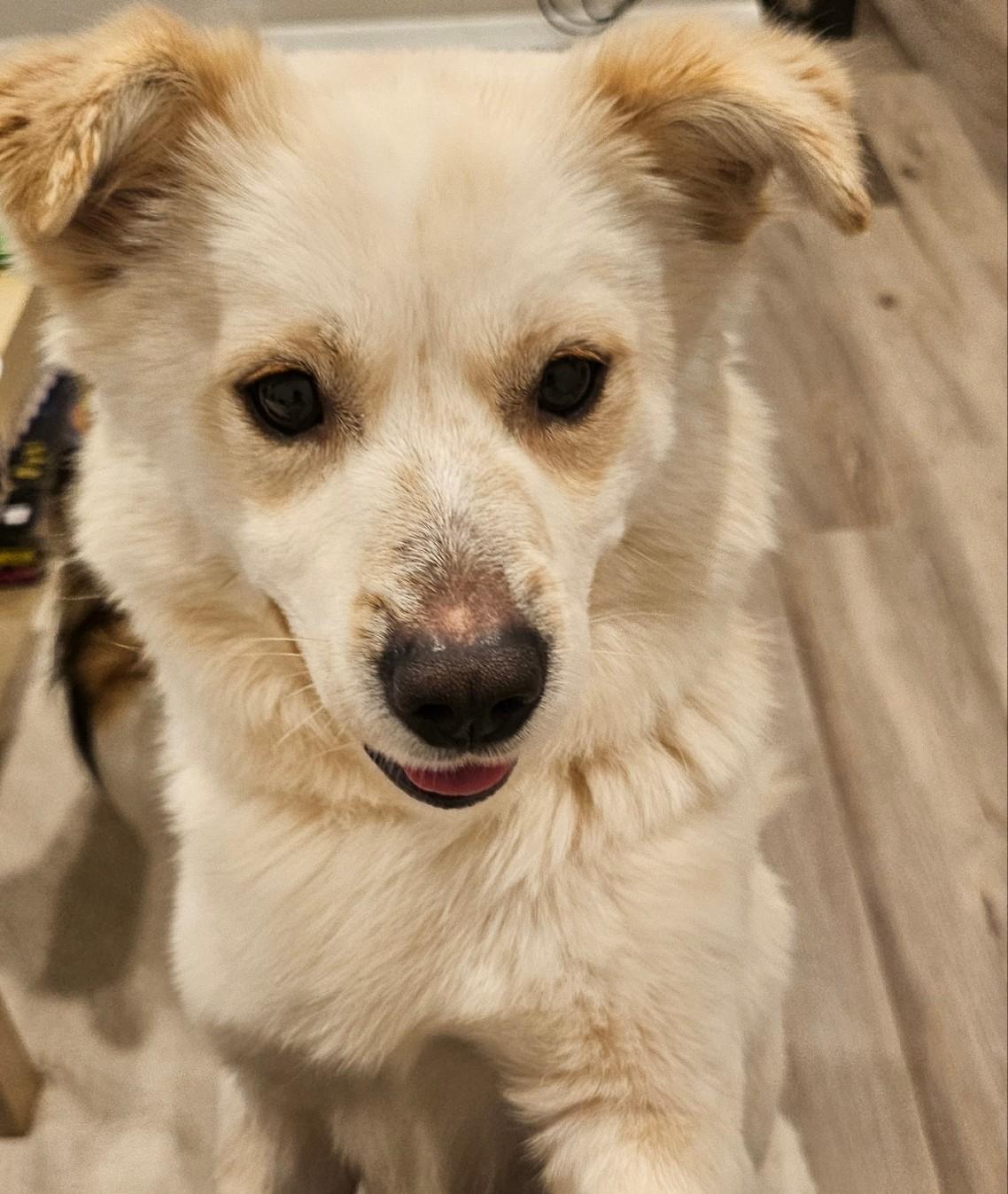 Enlarge DANNY, a ADOPTABLE mixed breed in Centreville, VA image 2/6