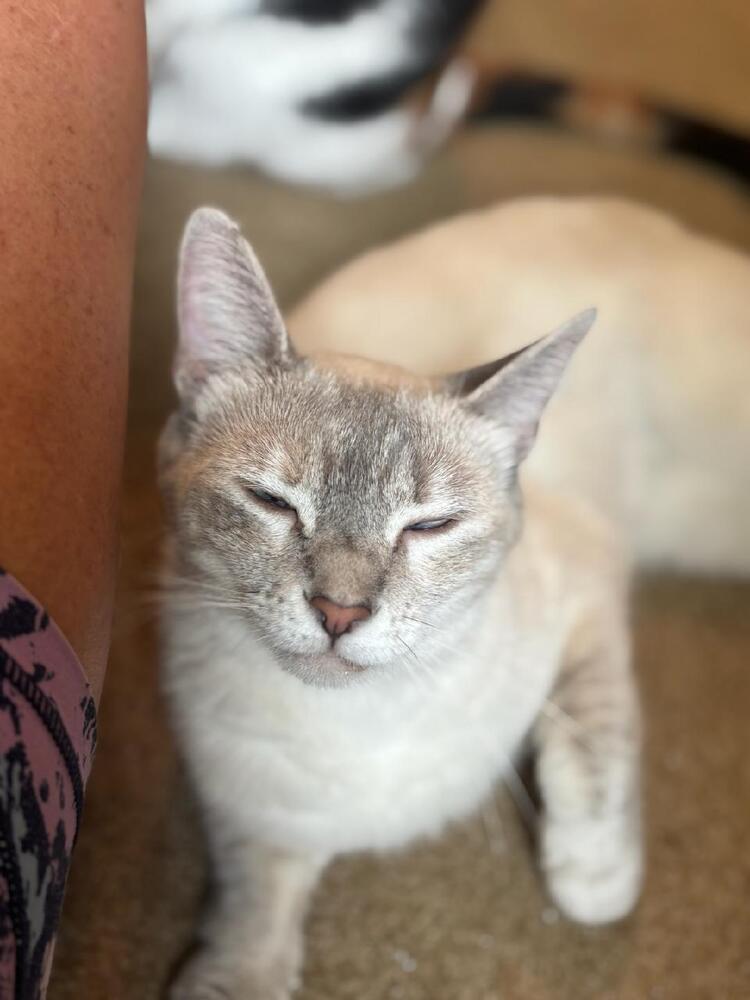 Lila, Adoptable, Adult Female Domestic Short Hair & Siamese.