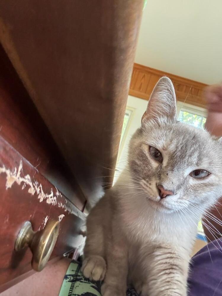 Enlarge Lila, a Adoptable mixed breed in Mooresville, NC image 2/6