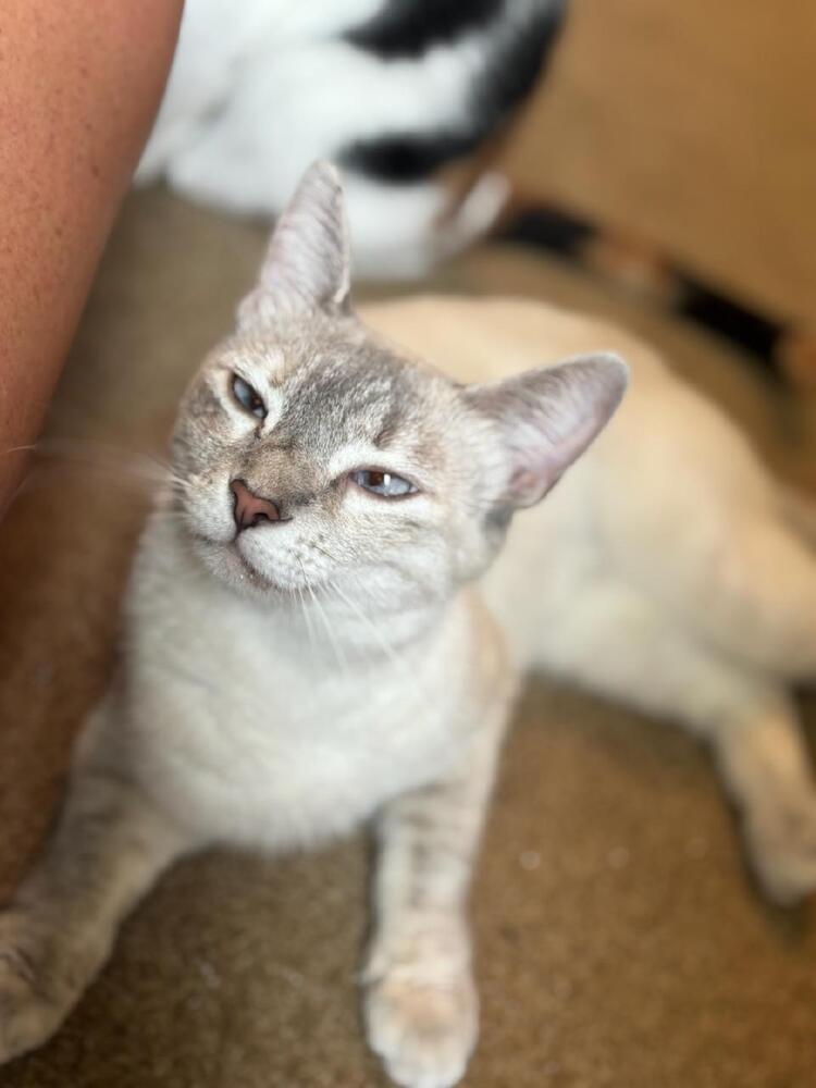 Enlarge Lila, a Adoptable mixed breed in Mooresville, NC image 3/6