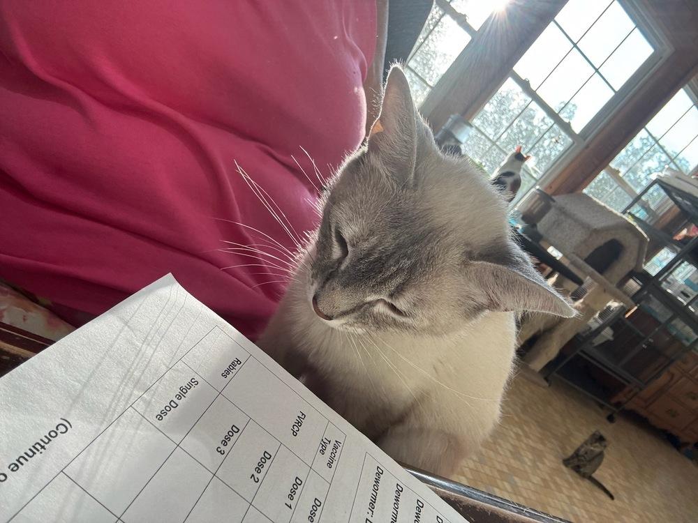 Enlarge Lila, a Adoptable mixed breed in Mooresville, NC image 4/6