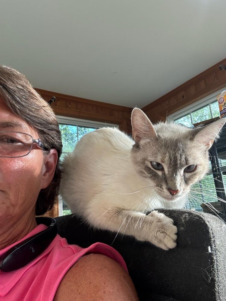 Enlarge Lila, a Adoptable mixed breed in Mooresville, NC image 5/6