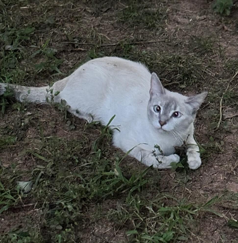 Enlarge Lila, a Adoptable mixed breed in Mooresville, NC image 6/6