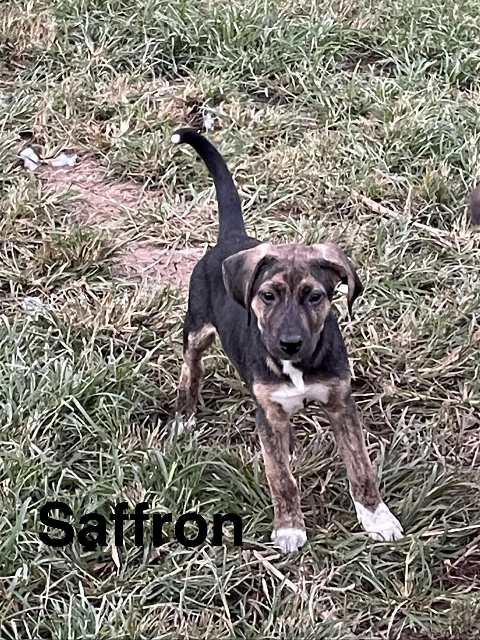 Enlarge Saffron, a Adoptable mixed breed in Topeka, KS image 1/1