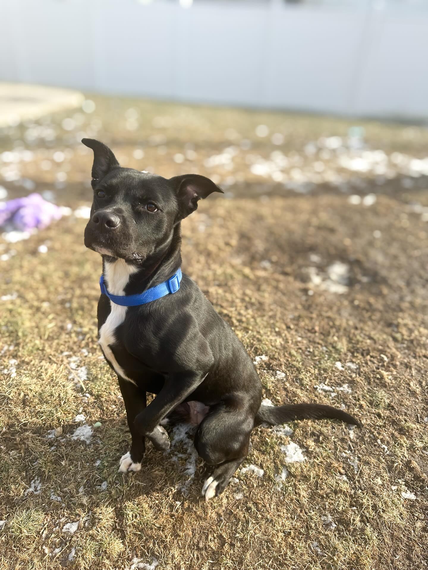 Enlarge Pixie , a ADOPTABLE mixed breed in St Marys, OH image 1/5