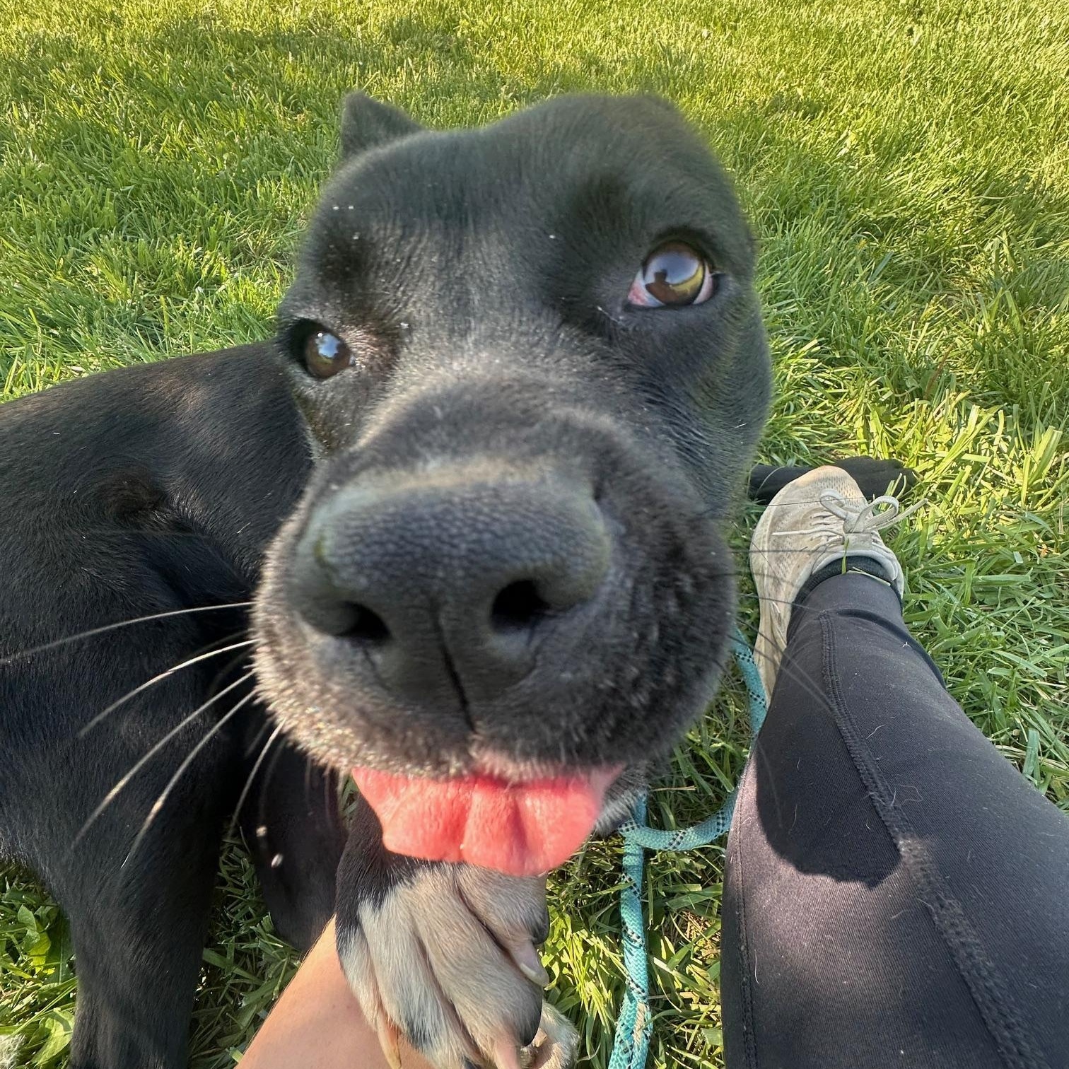 Pixie , a ADOPTABLE mixed breed in St Marys, OH image 2/6
