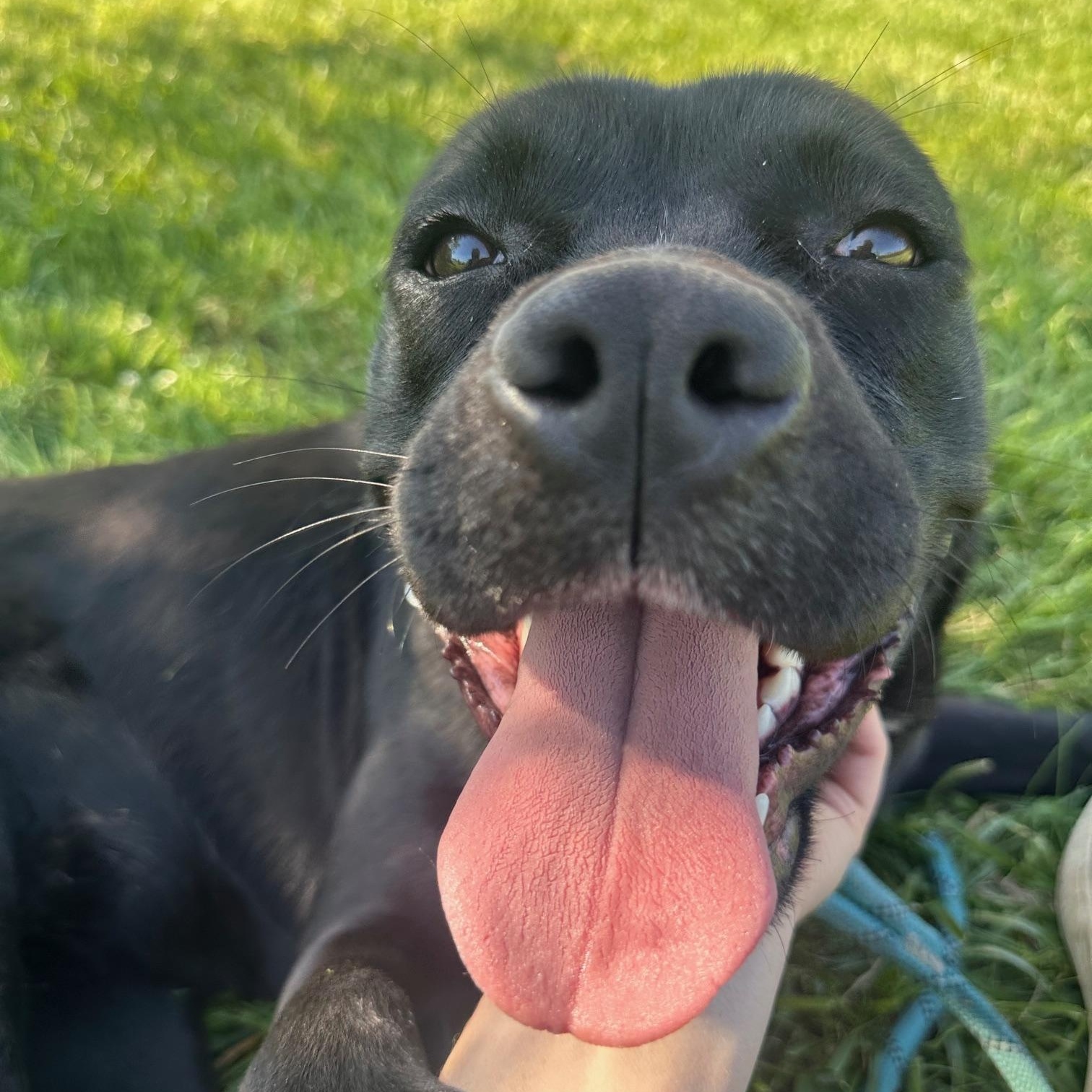Pixie , a ADOPTABLE mixed breed in St Marys, OH image 1/6