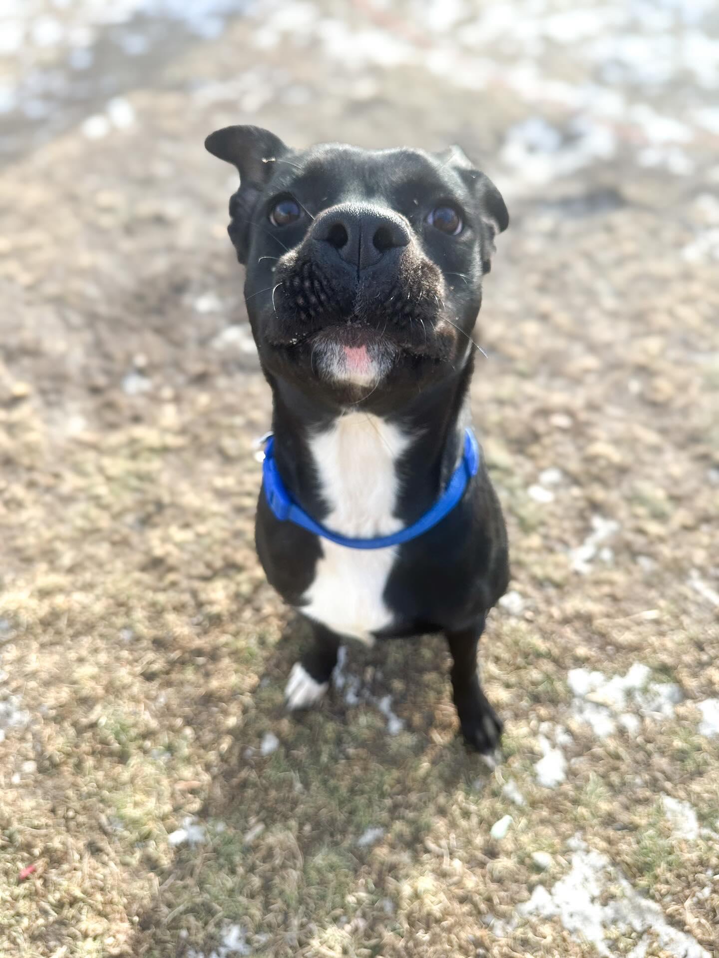 Enlarge Pixie , a ADOPTABLE mixed breed in St Marys, OH image 2/5