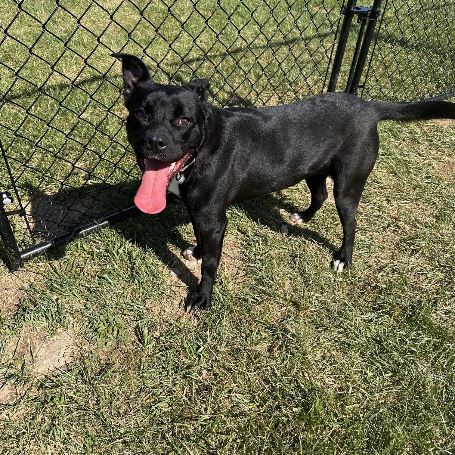 Pixie , a ADOPTABLE mixed breed in St Marys, OH image 3/6