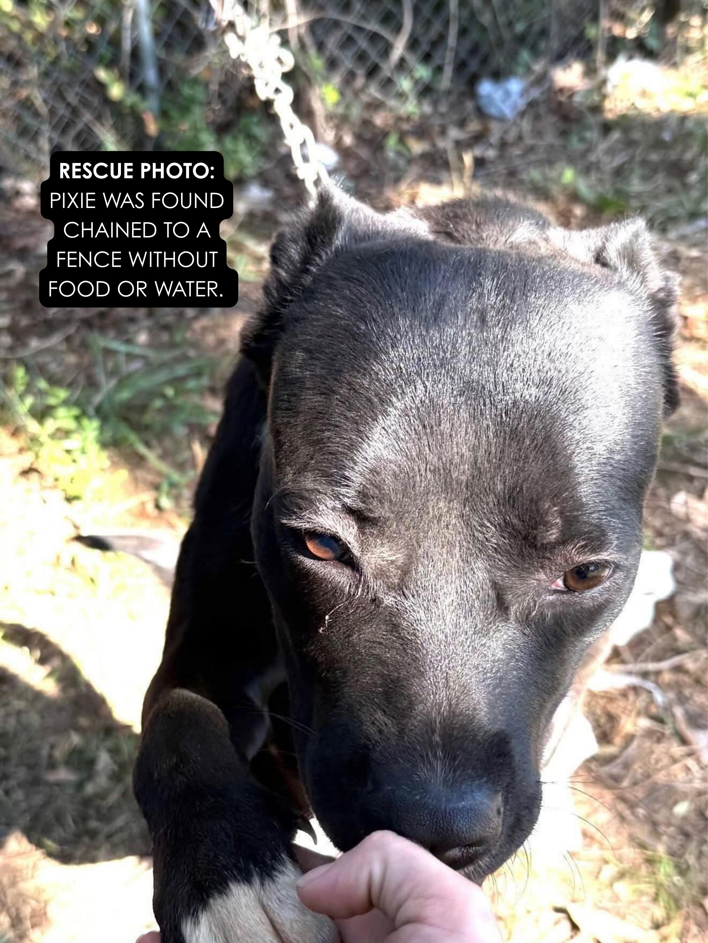 Enlarge Pixie , a ADOPTABLE mixed breed in St Marys, OH image 5/5