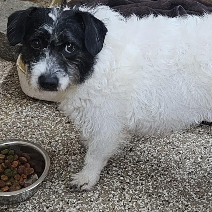 Jessica, an adopted Jack Russell Terrier & Terrier Mix in Hendersonville, TN_image-1