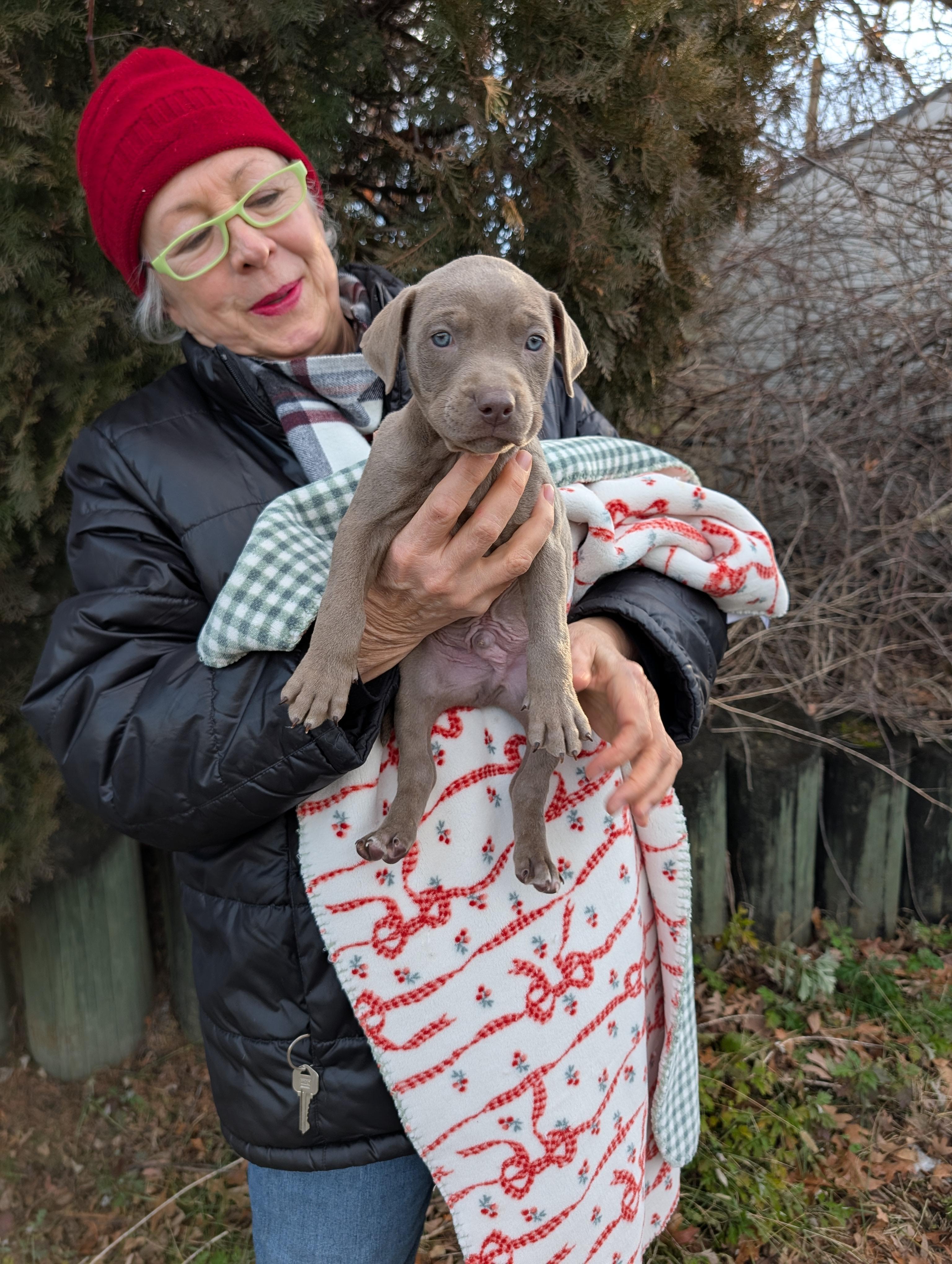 Enlarge CANE , a ADOPTABLE mixed breed in Browns Mills, NJ image 2/2