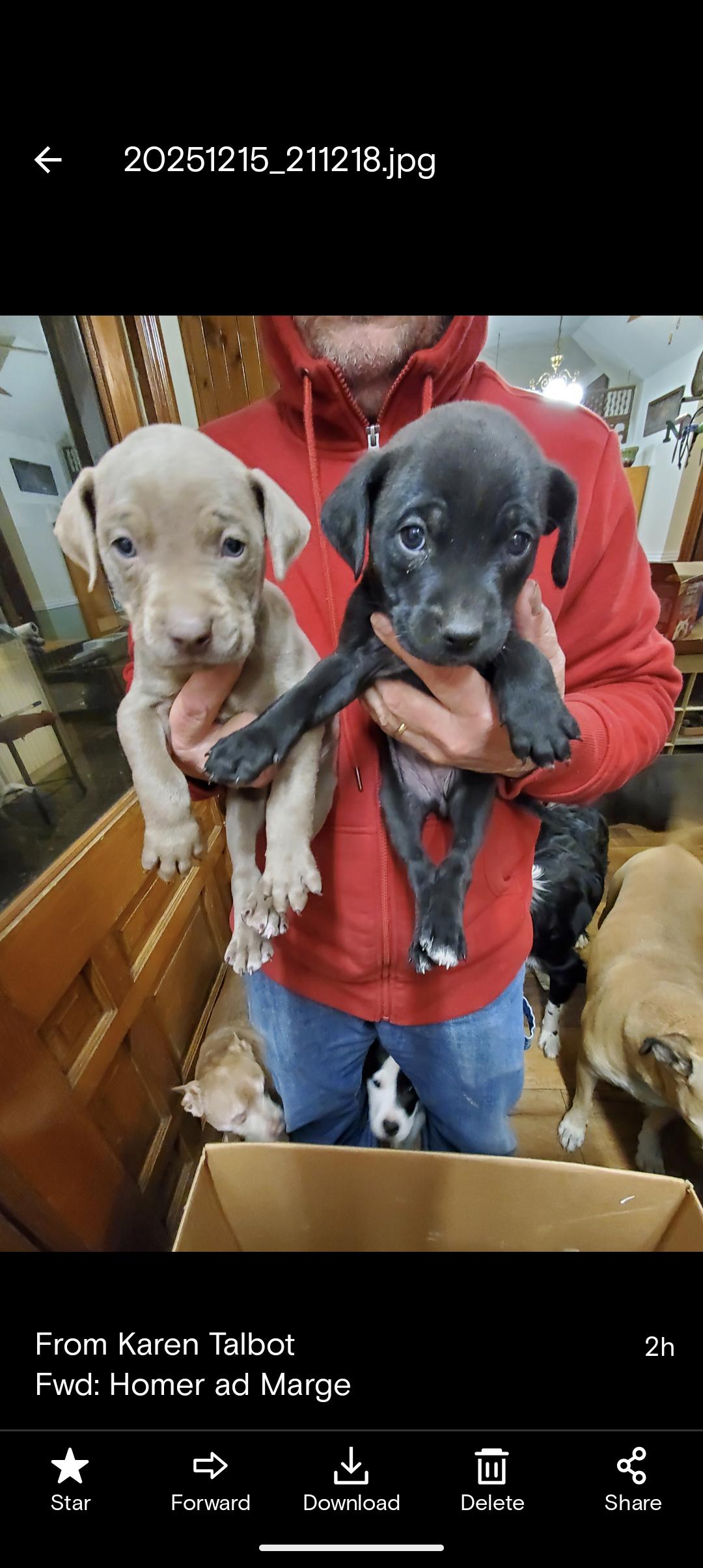 Enlarge CANE AND CANDY , a ADOPTABLE mixed breed in Browns Mills, NJ image 1/1