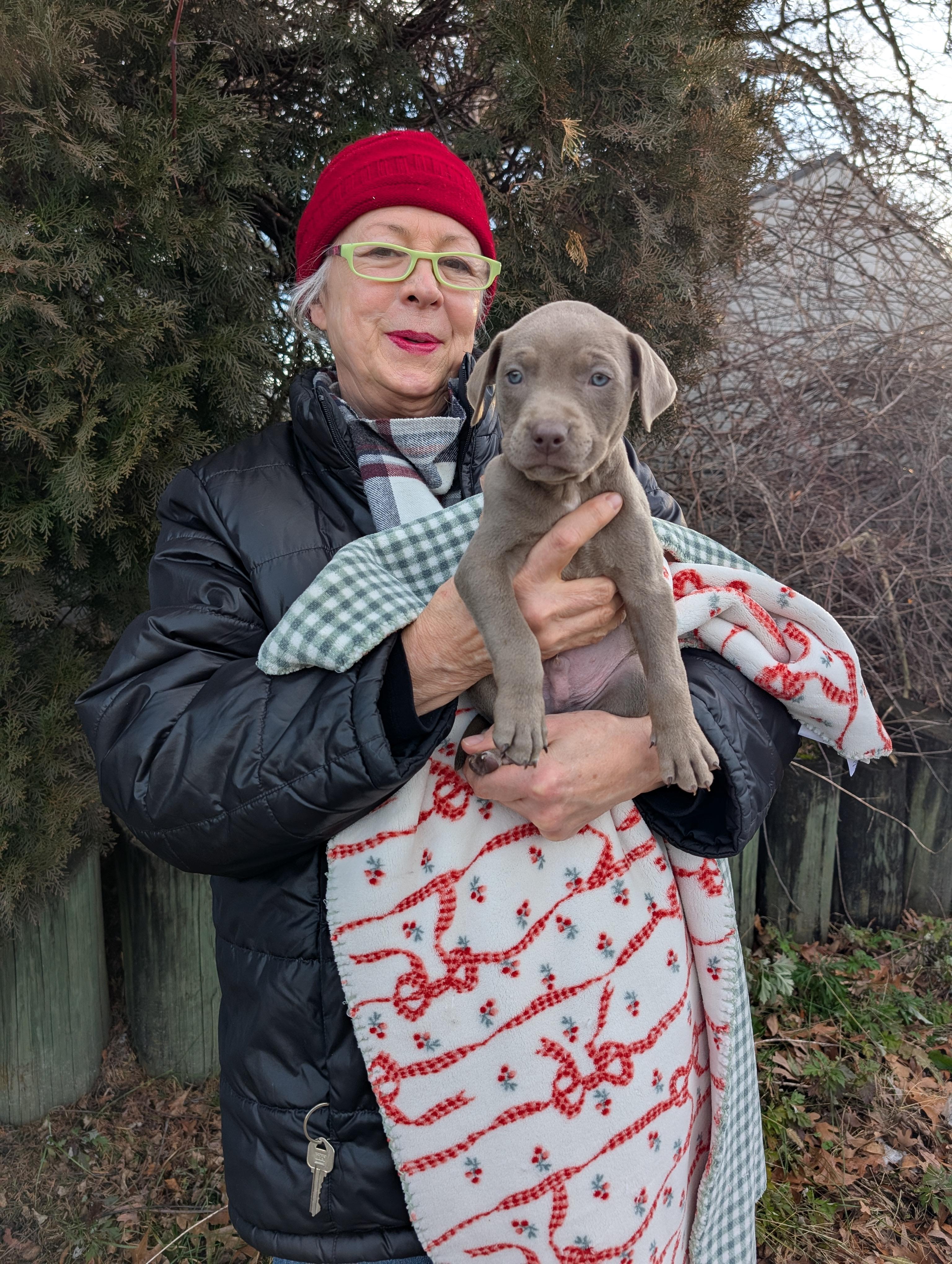 CANE , ADOPTABLE, Puppy Male Pit Bull Terrier & Labrador Retriever.