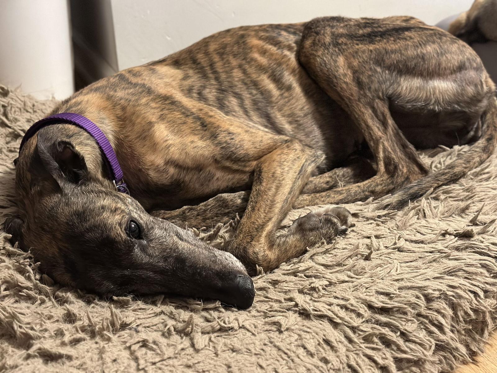 Tilly, Adoptable, Adult Female Greyhound.