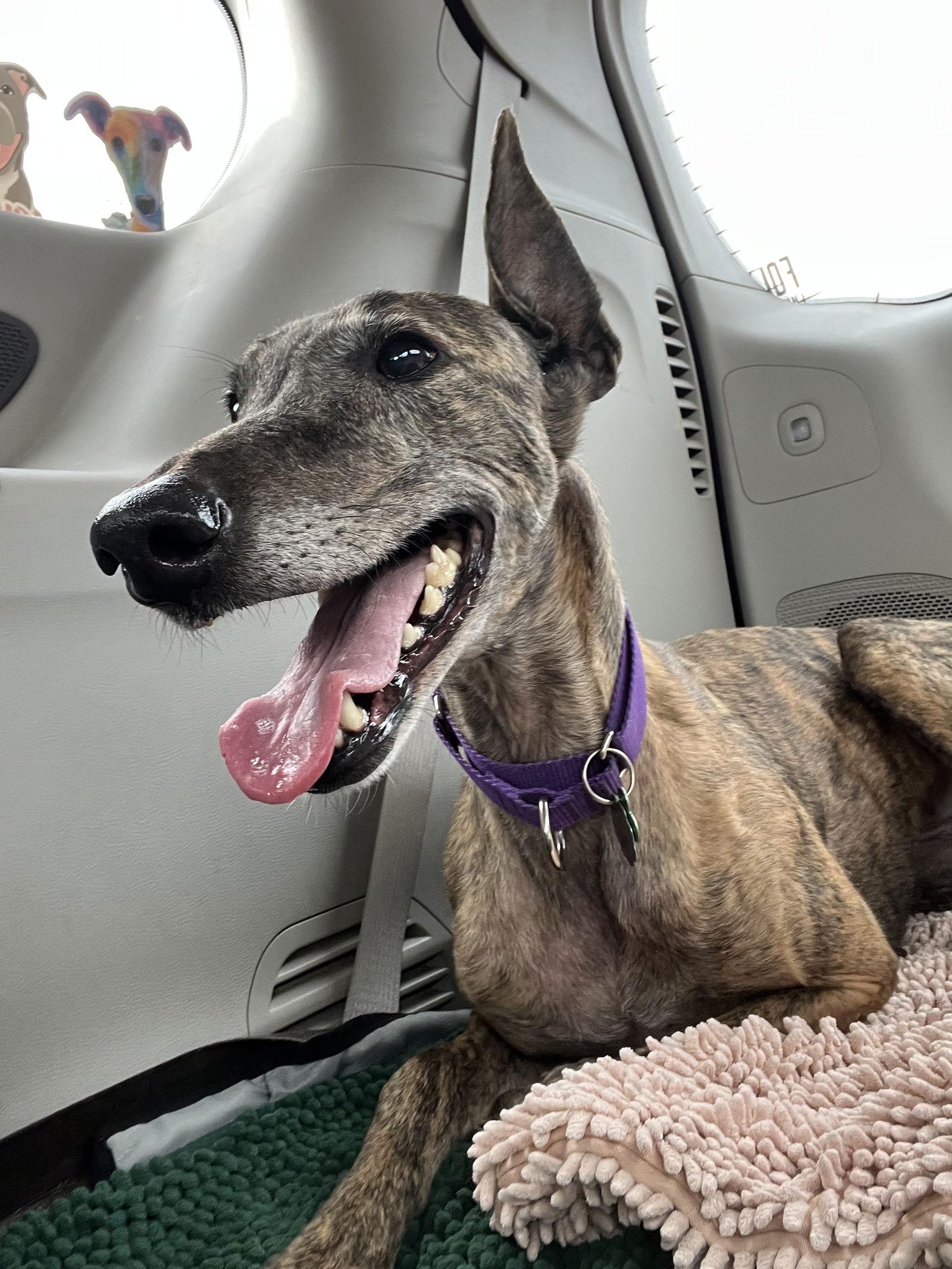 Enlarge Tilly, a Adopted Greyhound in Kansas City, MO image 2/3