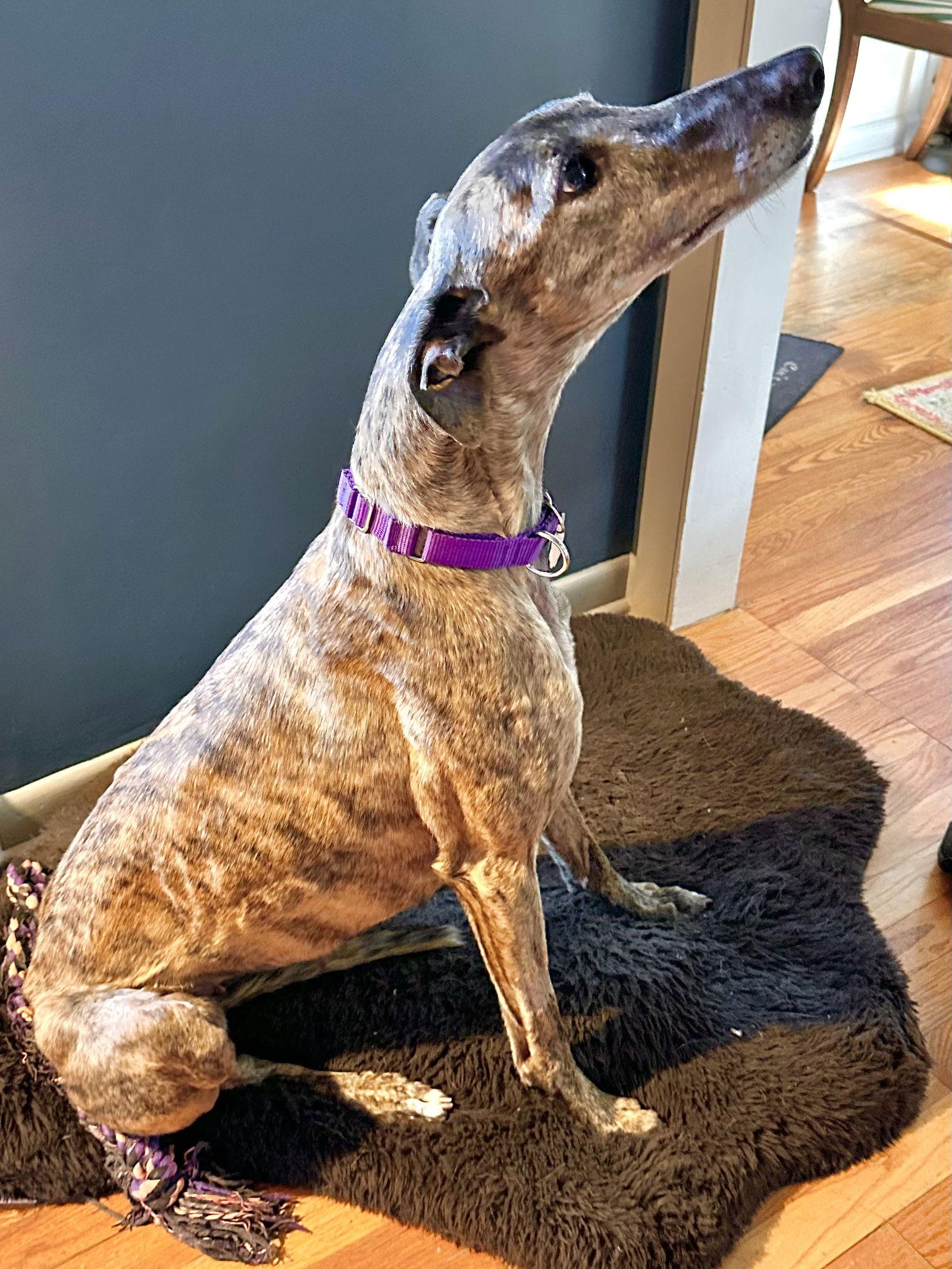 Enlarge Tilly, a Adoptable Greyhound in Kansas City, MO image 2/3