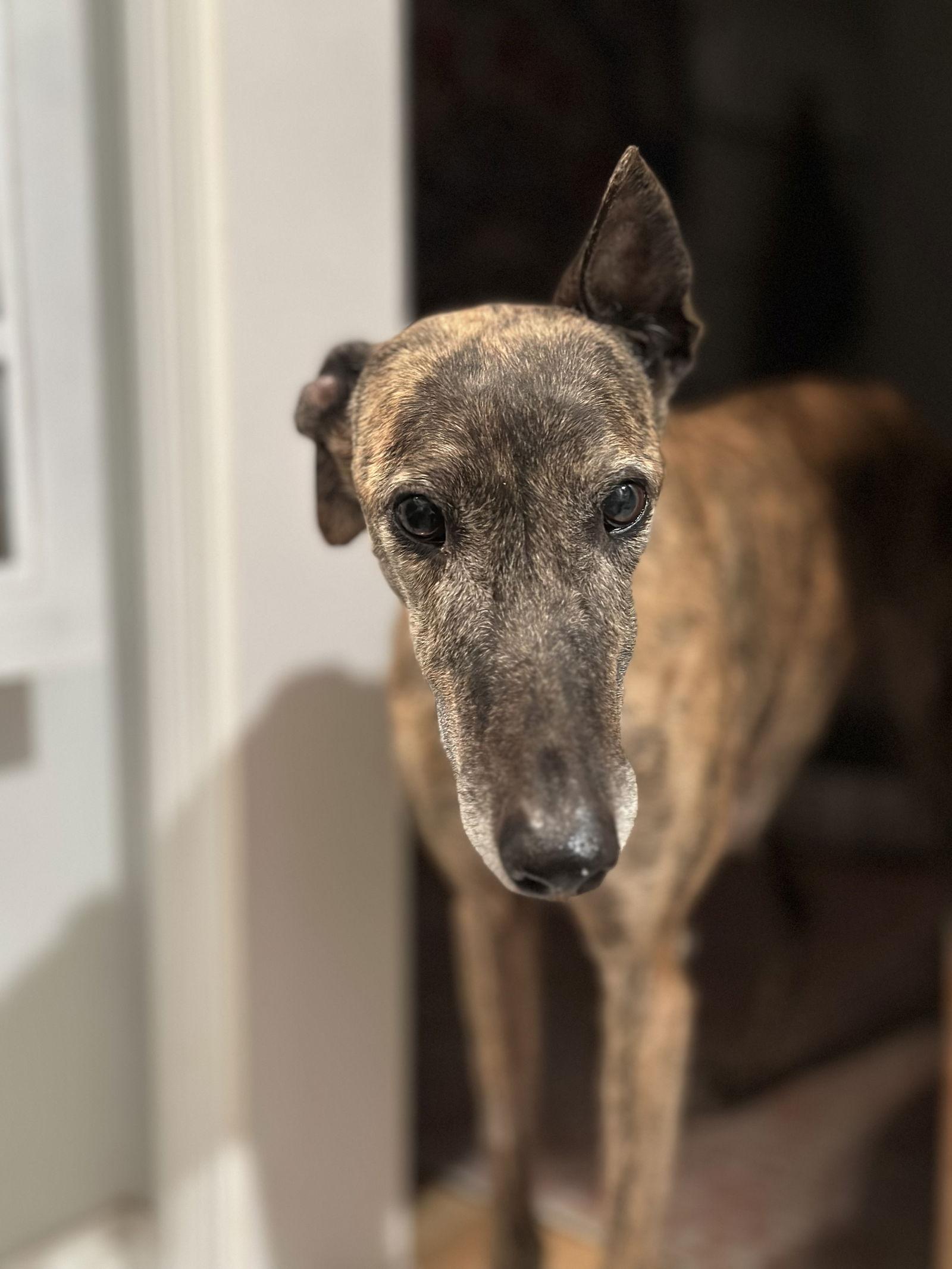 Enlarge Tilly, a Adoptable Greyhound in Kansas City, MO image 3/3