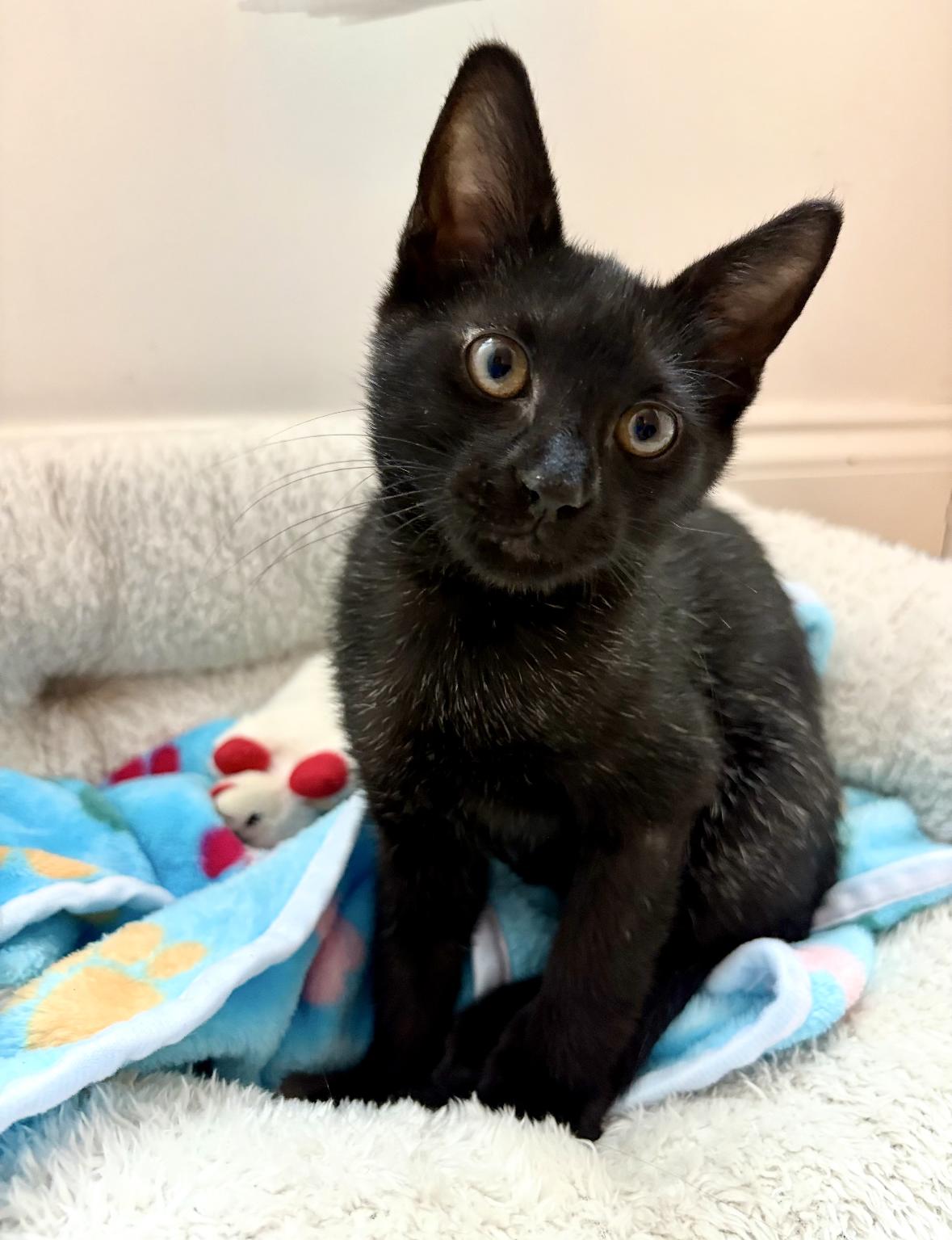 Enlarge Felicity, a Adoptable Domestic Short Hair in New Orleans, LA image 1/6
