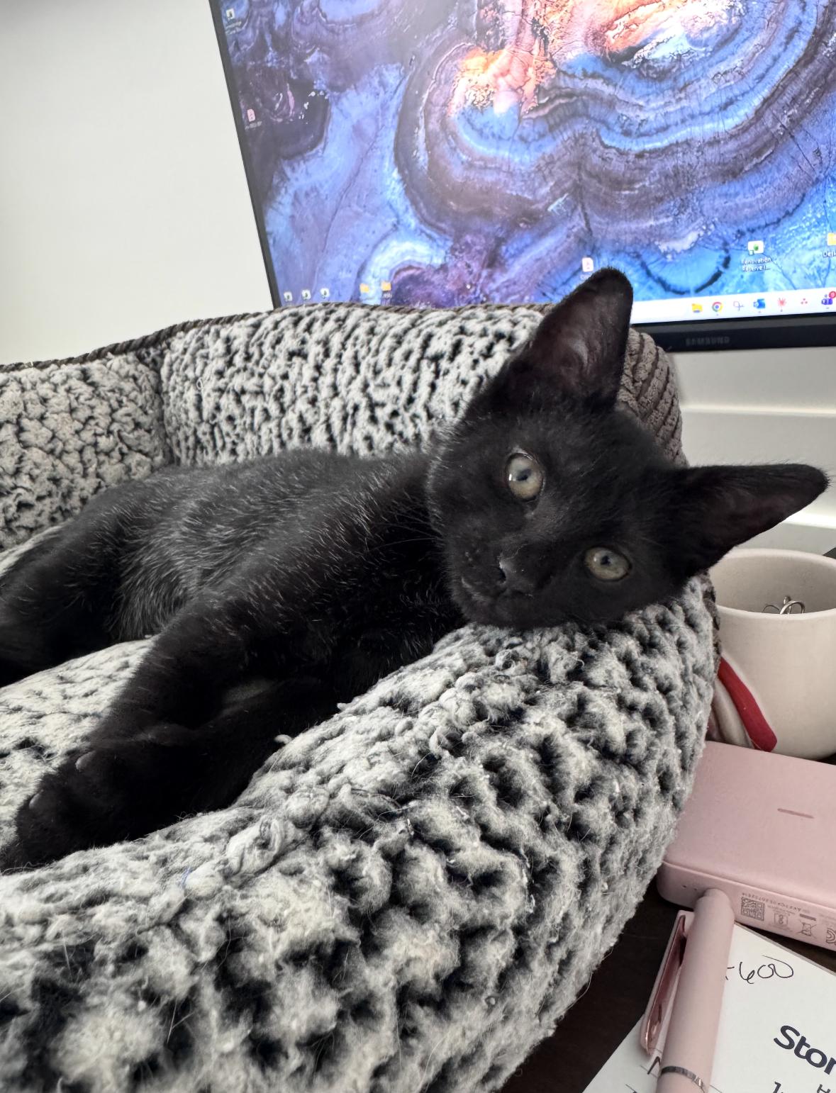 Enlarge Felicity, a Adoptable Domestic Short Hair in New Orleans, LA image 2/6