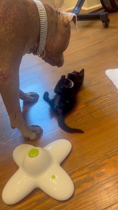 Enlarge Felicity, a Adoptable Domestic Short Hair in New Orleans, LA video 6/6