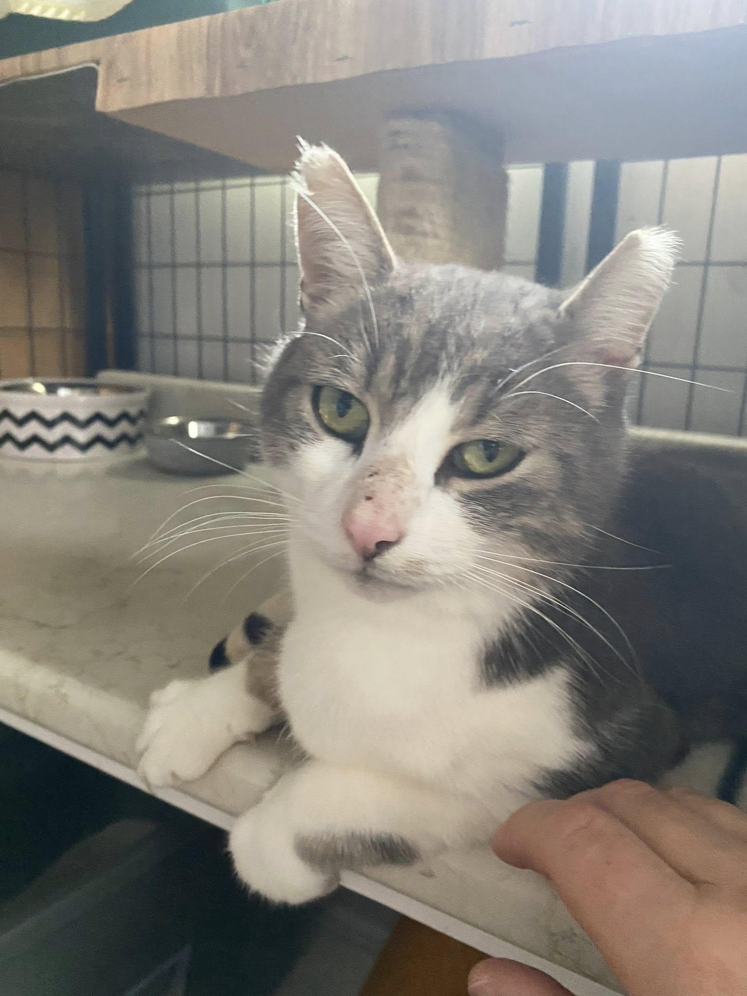 Shamus, adopted, Adult Male Domestic Short Hair.