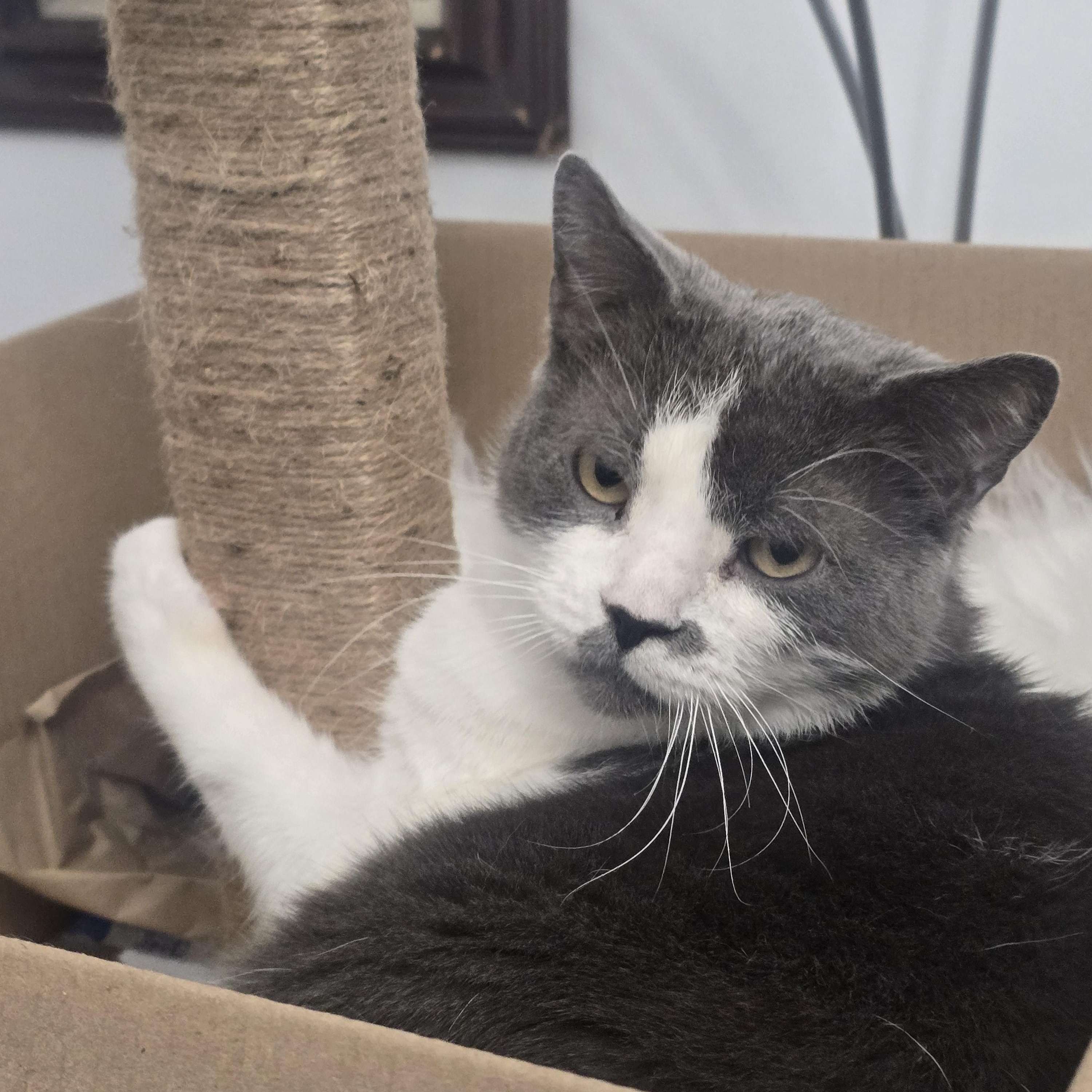 Hercule, ADOPTABLE, Adult Male Domestic Medium Hair.