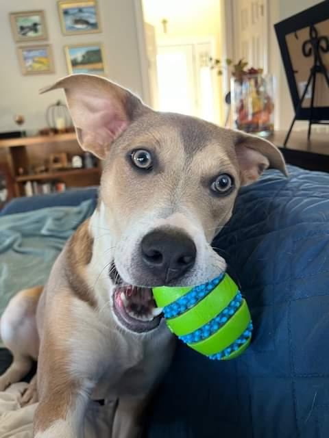 Enlarge Conley, a Adopted Terrier in Westminster, MD image 1/3