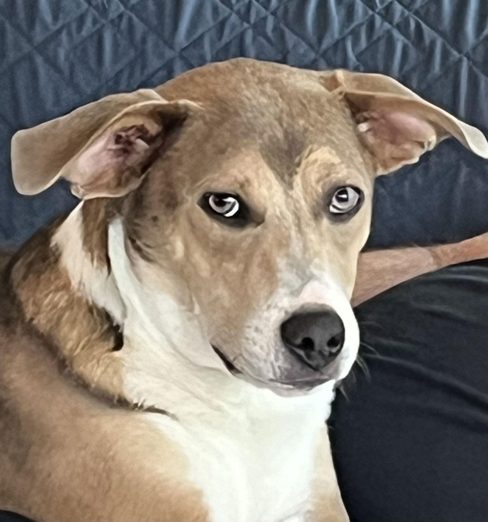 Enlarge Conley, a Adopted Terrier in Westminster, MD image 2/3