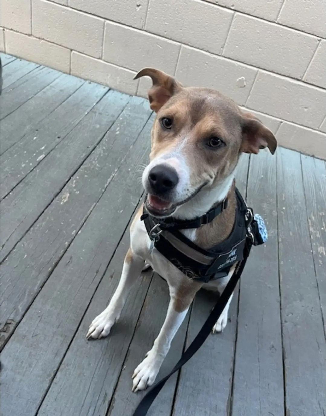 Enlarge Conley, a Adopted Terrier in Westminster, MD image 3/3