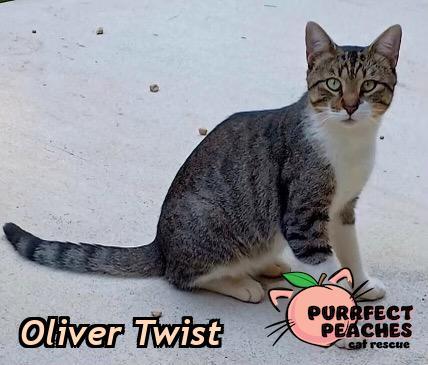 Enlarge Oliver Twist, a Adoptable mixed breed in Douglasville, GA image 1/2