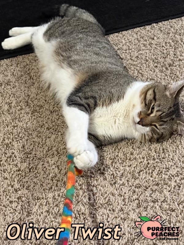 Enlarge Oliver Twist, a Adoptable mixed breed in Douglasville, GA image 2/2