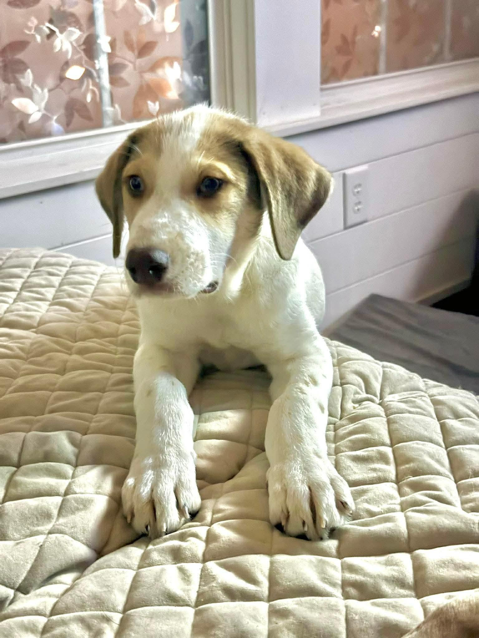 Enlarge EDMUND, a Adoptable mixed breed in Pomfret Center, CT image 1/3