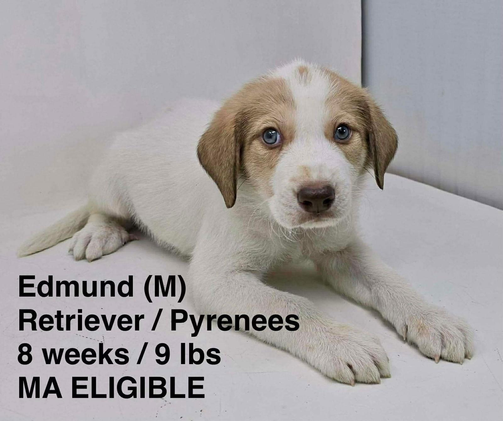EDMUND, a Adoptable mixed breed in Pomfret Center, CT image 1/2