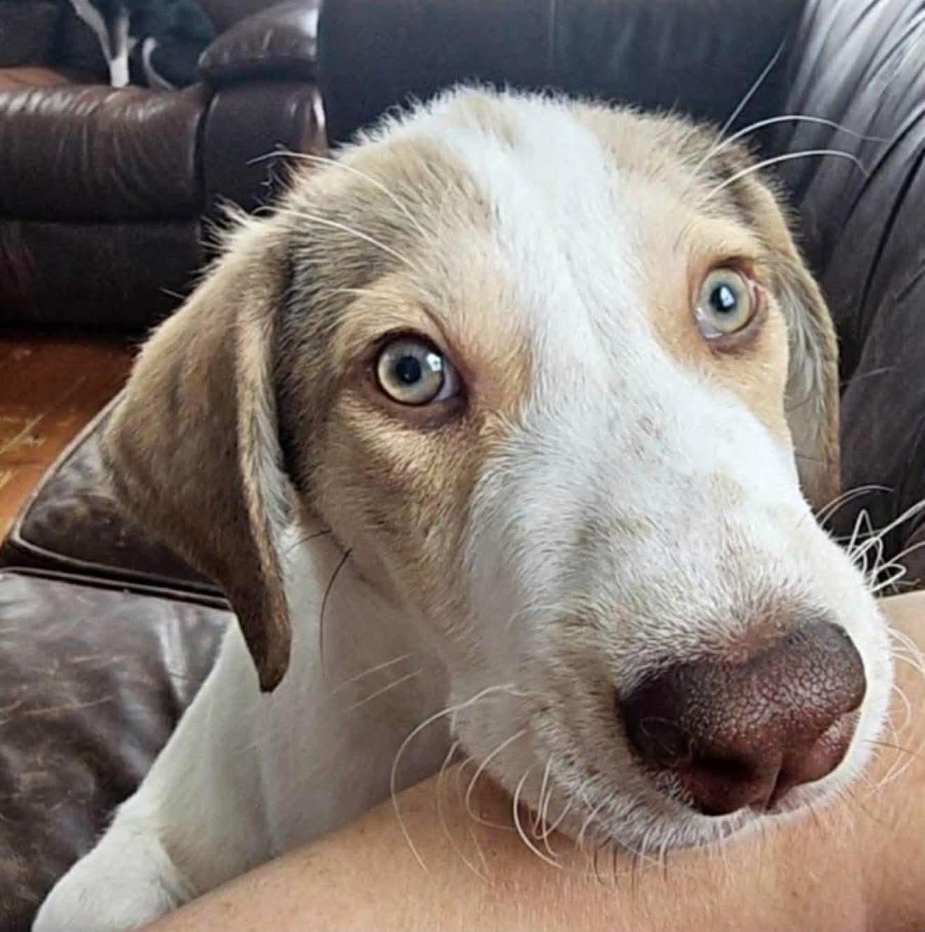 Enlarge EDMUND, a Adoptable mixed breed in Pomfret Center, CT image 2/3