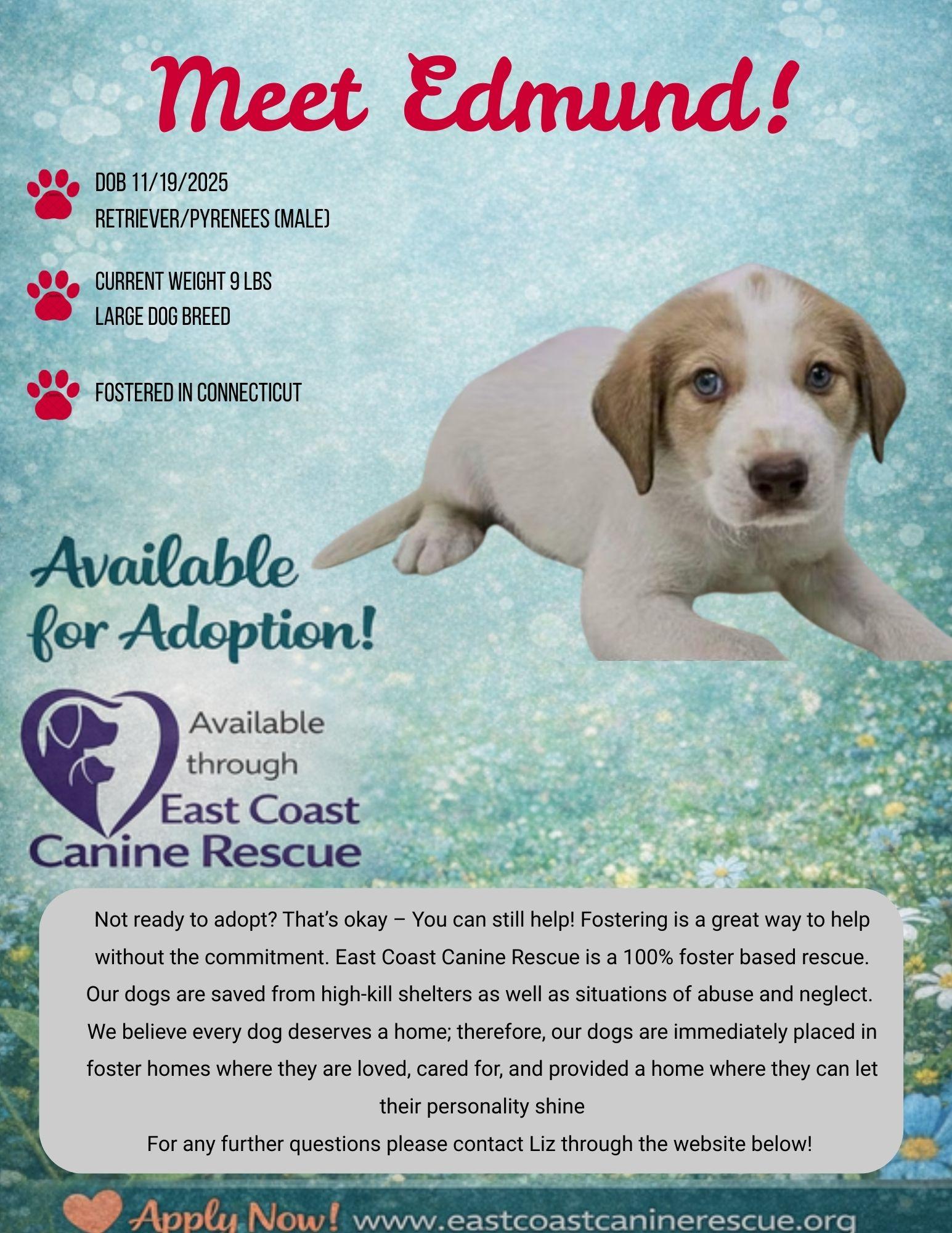 EDMUND, a Adoptable mixed breed in Pomfret Center, CT image 2/2