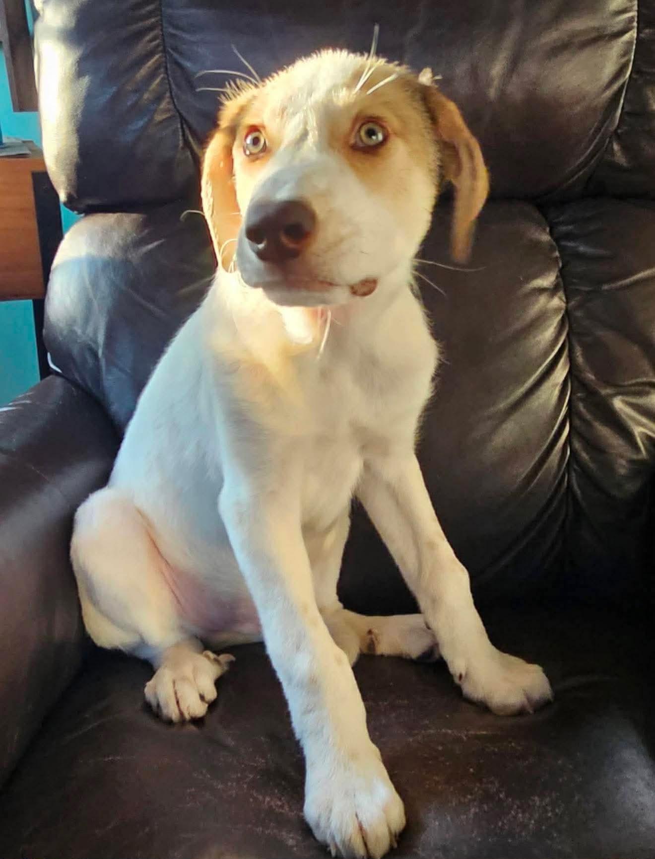 Enlarge EDMUND, a Adoptable mixed breed in Pomfret Center, CT image 3/3