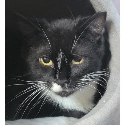 Arnie Southgate, a Adoptable mixed breed in Hudson, MA image 1/2