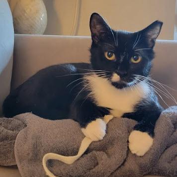 Arnie Southgate, a Adoptable mixed breed in Hudson, MA image 2/3