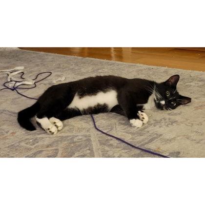 Arnie Southgate, a Adoptable mixed breed in Hudson, MA image 2/2