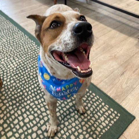 Enlarge ELFIE (393), a Adoptable mixed breed in Indiantown, FL image 1/6