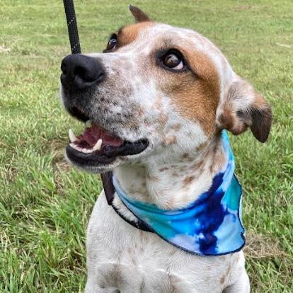 Enlarge ELFIE (393), a Adoptable mixed breed in Indiantown, FL image 6/6