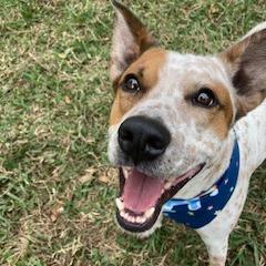 ELFIE (393), Adoptable, Adult Male Cattle Dog & Mixed Breed.
