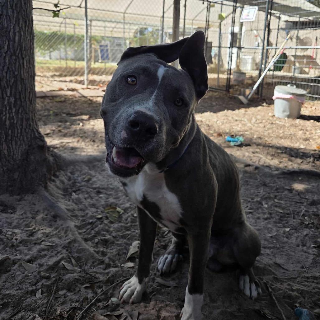Enlarge Hondo, a Adoptable Pit Bull Terrier in Richmond, VA image 1/6