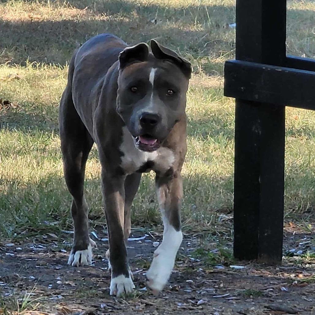 Enlarge Hondo, a Adoptable Pit Bull Terrier in Richmond, VA image 2/6